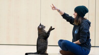 © Pawsitive Pet Training