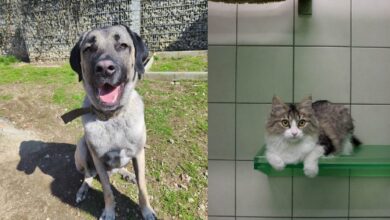 Madox und Mandy © TiKo